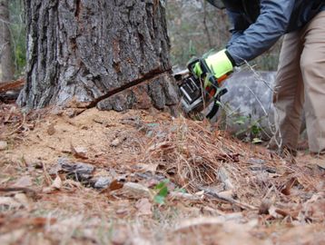 Person cutting a tree with a chainsaw outdoors.