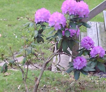 Flowers in Pennsylvania