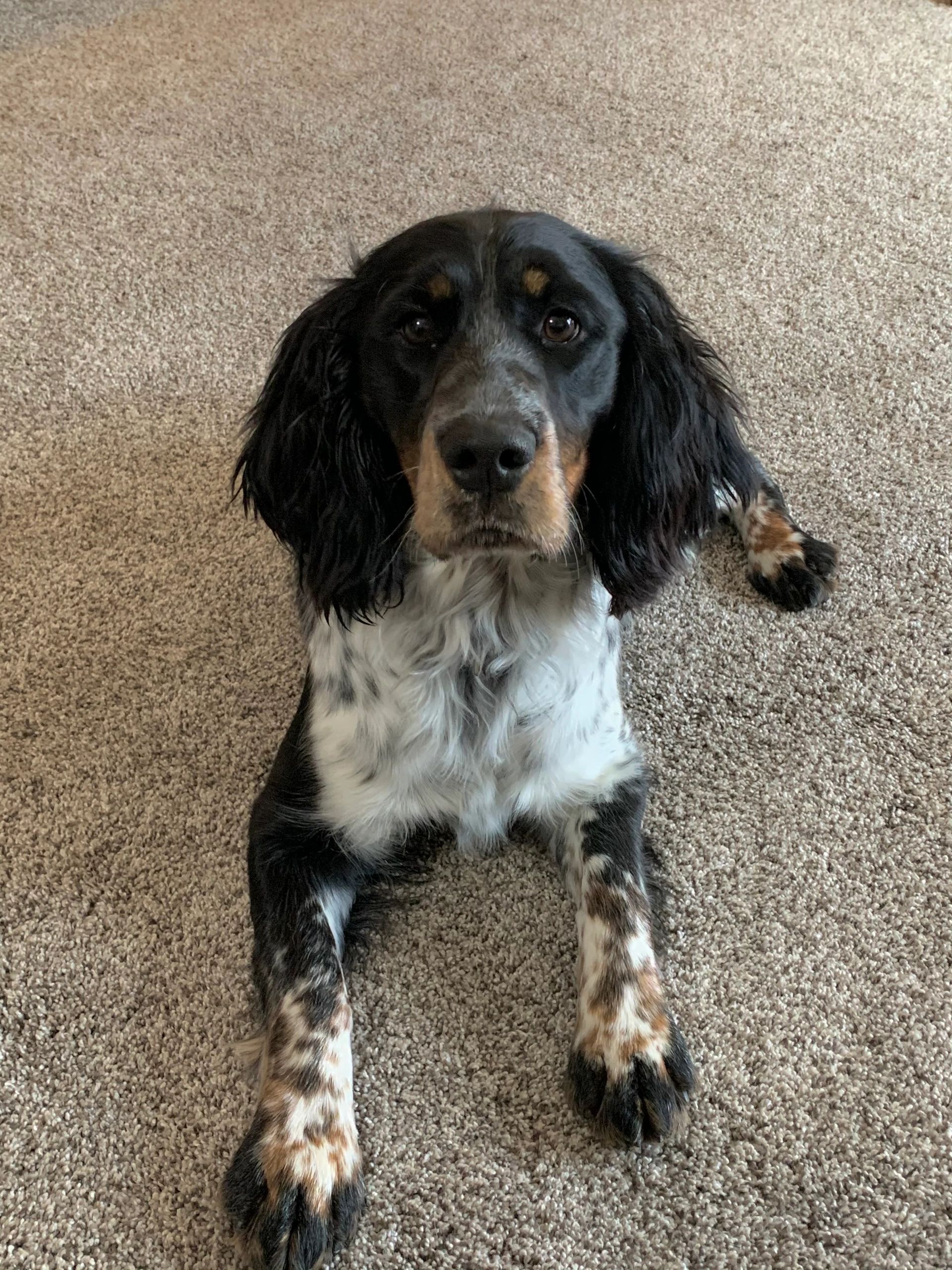 Tri Color Springer Spaniel Buy Tricolor English Springer Spaniel