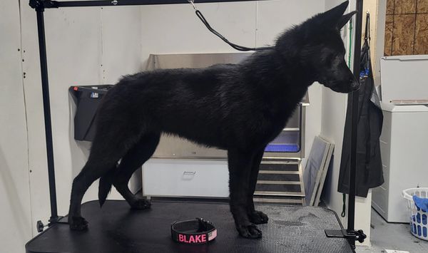 Black dog standing on grooming table with a personalized collar labeled 'BLAKE'.