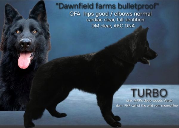 Black German Shepherd dog named Turbo with health clearances and pedigree info.