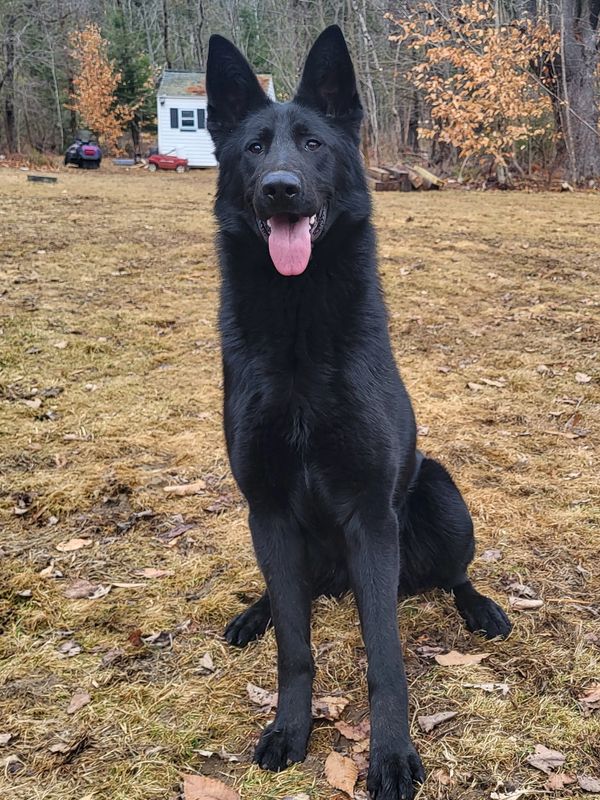 A black German Shepherd sitting on dry grass with its tongue out.