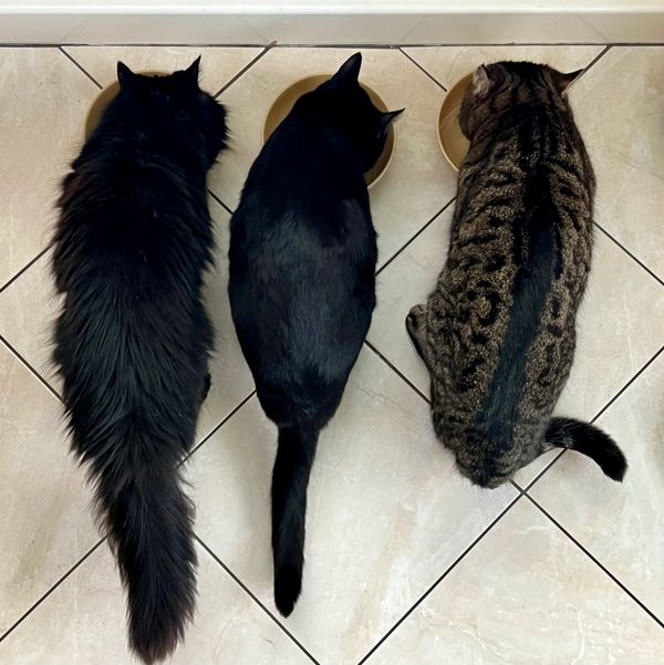 Three cats eating from bowls.