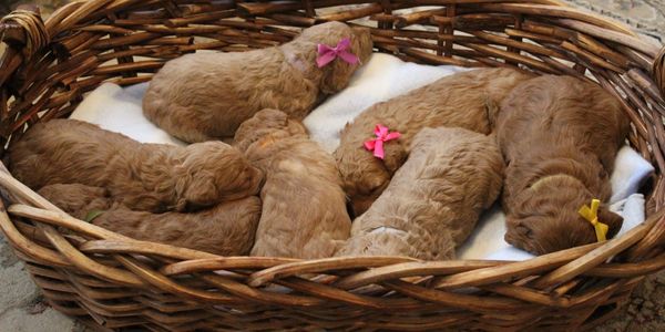 Goldendoodle puppies for sale