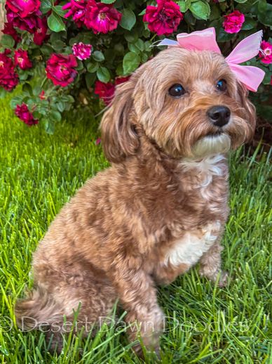 Micro-Mini Goldendoodle