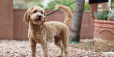 F1 Mini Goldendoodle will make F1b Puppies