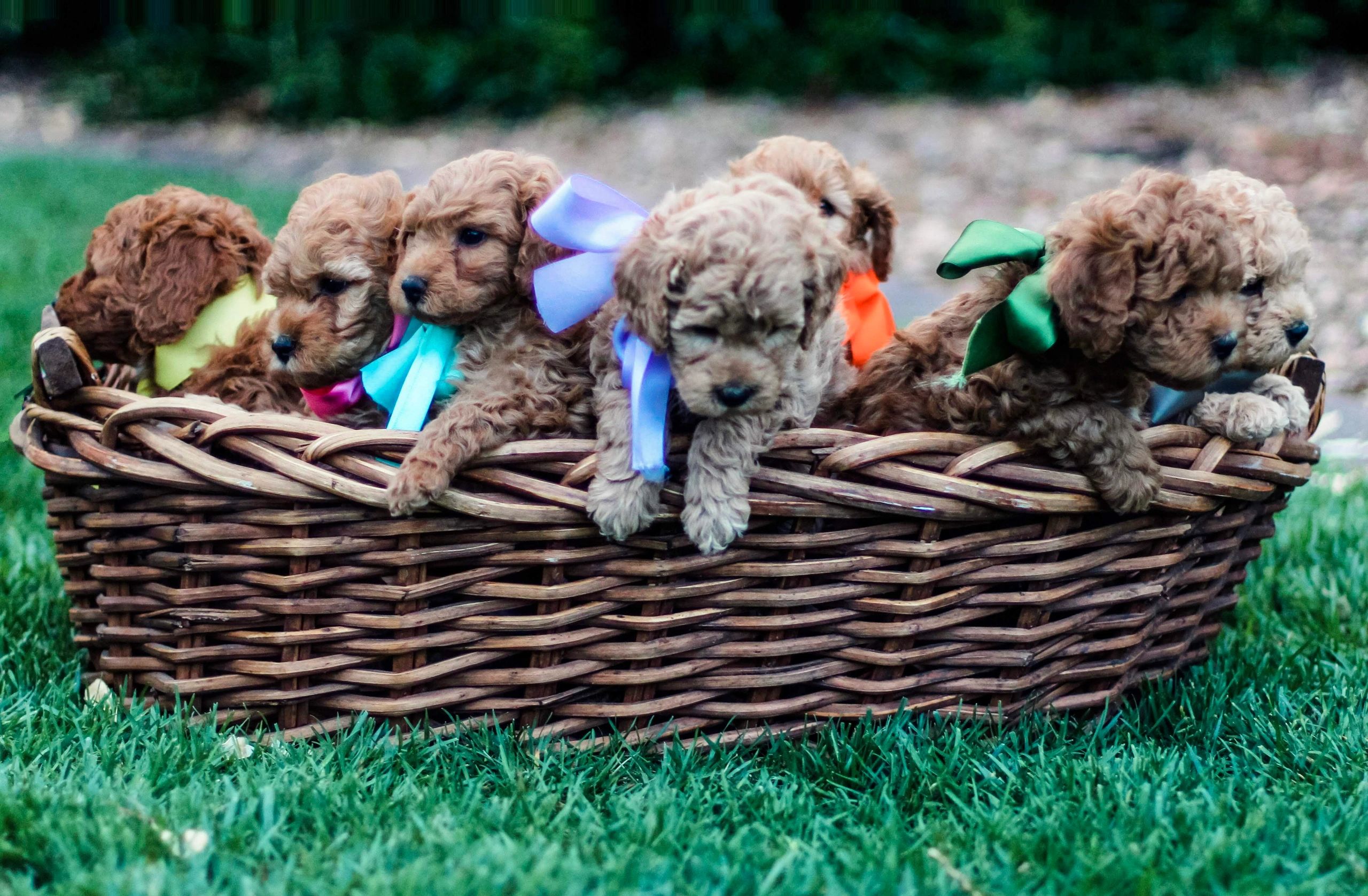 toy poodle stud dogs