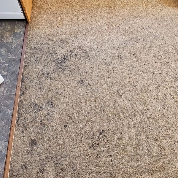 Beige carpet with dark stains near kitchen area and wooden baseboard.