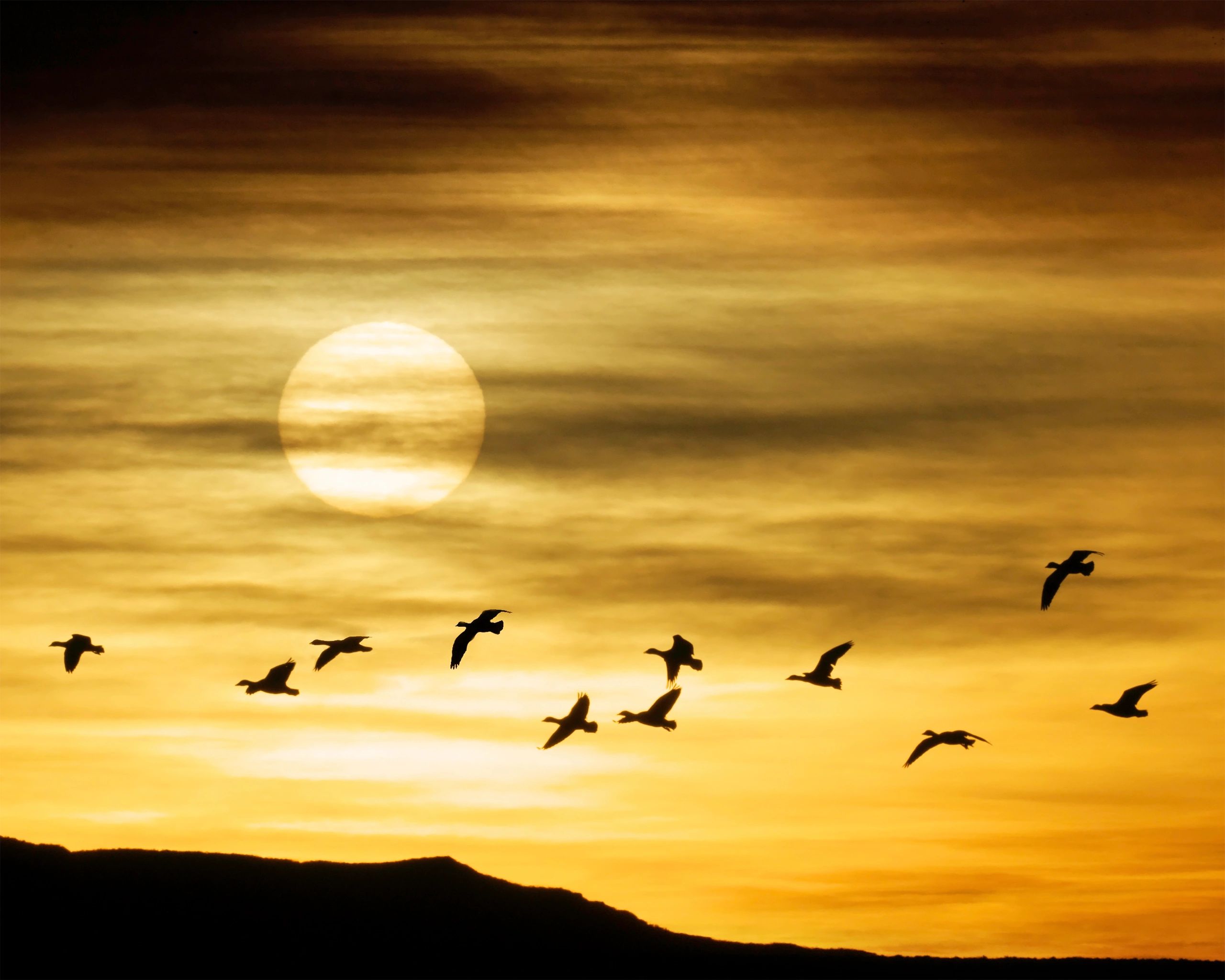 Photograph of snow geese at Bosque del Apache, National Wildlife Refuge, New Mexico.