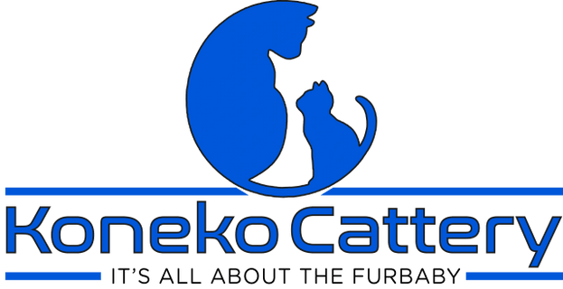 Sydney British Shorthair @ KONEKO CATTERY