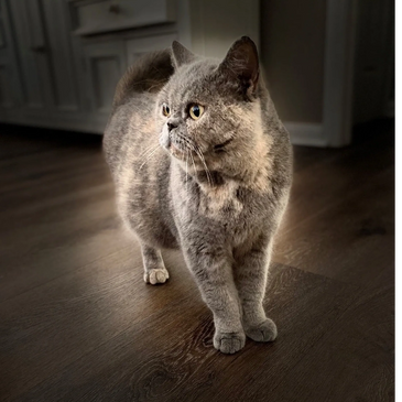 OUr Queen Sandy - British Short hair