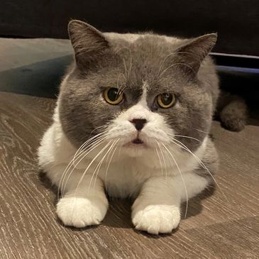 Our stud Caesar - British shorthair