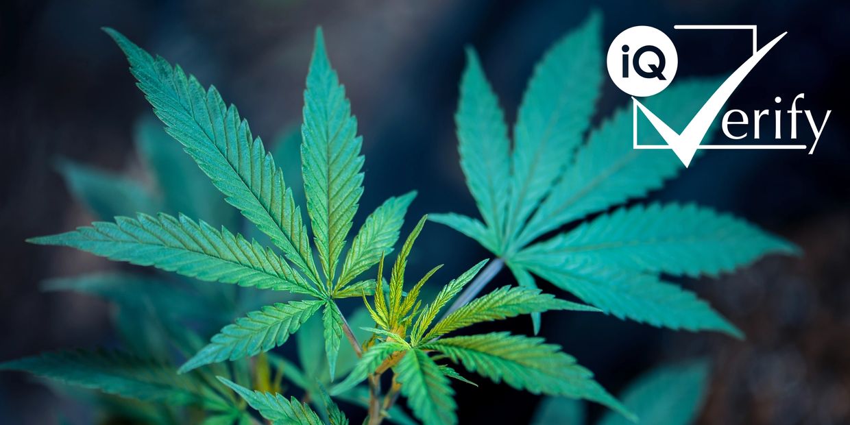 Cannabis Education, ISO17024:2012, Personnel Certification, IQ Verify, Plant Science, Plantific