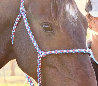 Halter on horse