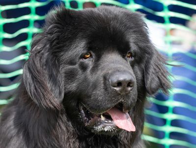 Large black Newfoundland dog with its tongue out, sitting outdoors.
