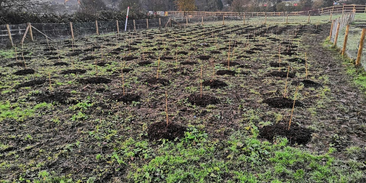 trees planted with mulch