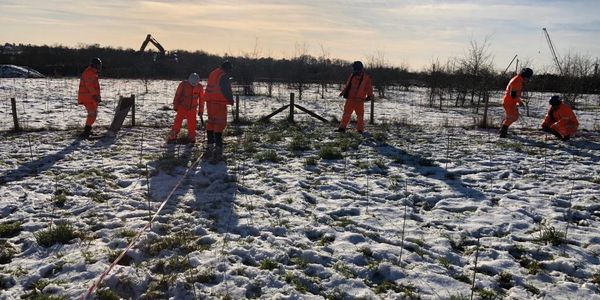 Construction workers planting trees in snow conditions