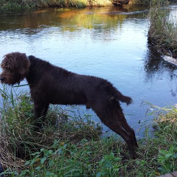 Pudelpointer sire.