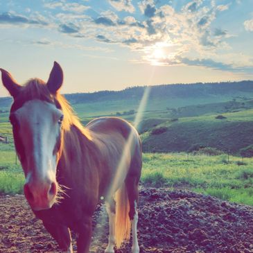 Reno one of my favorite horses 