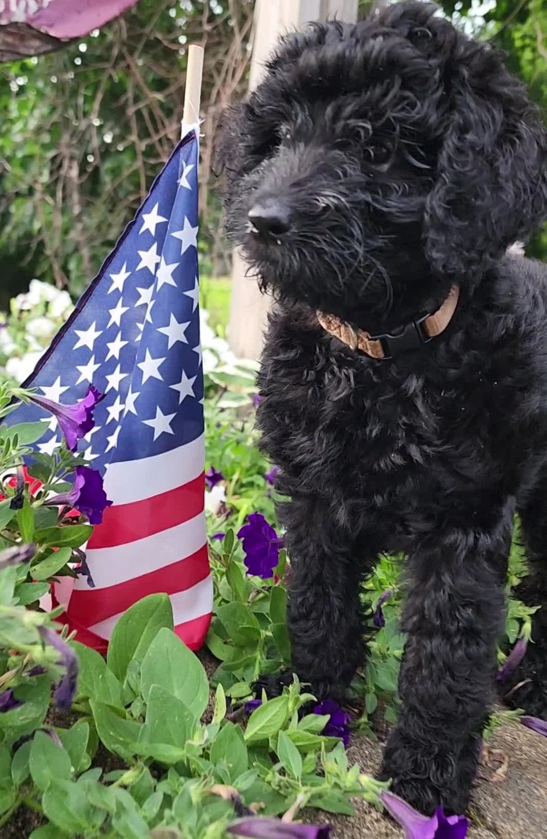 New Hampshire Goldendoodles Home