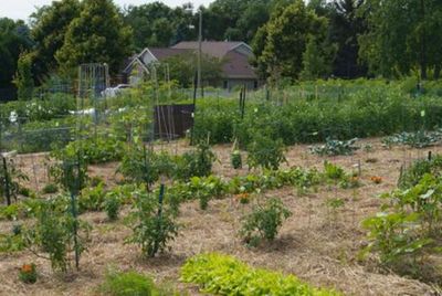Old Sauk Community Gardens in Madison, WI plots