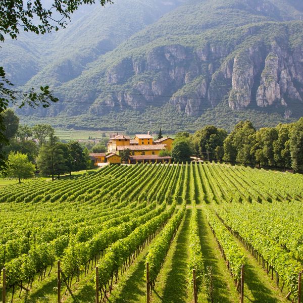beautiful vineyard views await you on your next wine vacation