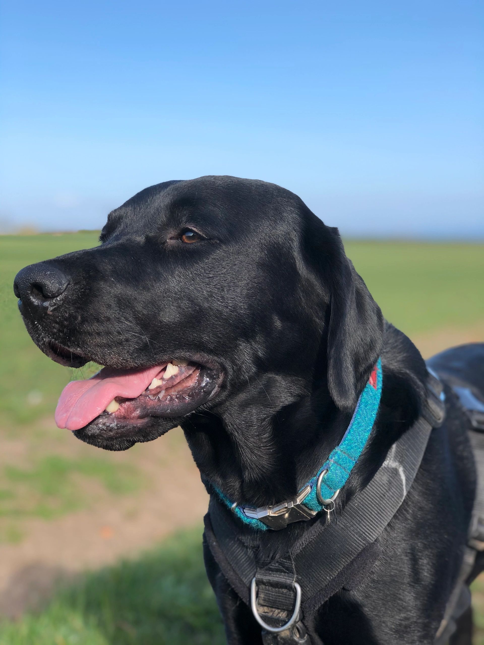 Best Dog Day Care Services