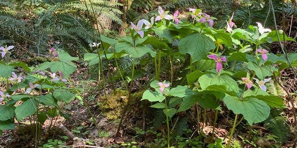 Pink Trilliums 