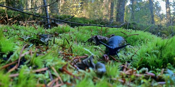 Lichen Slug in Pacific Northwest Forest