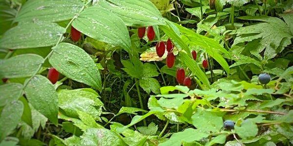 Forage Pacific Northwest Berries