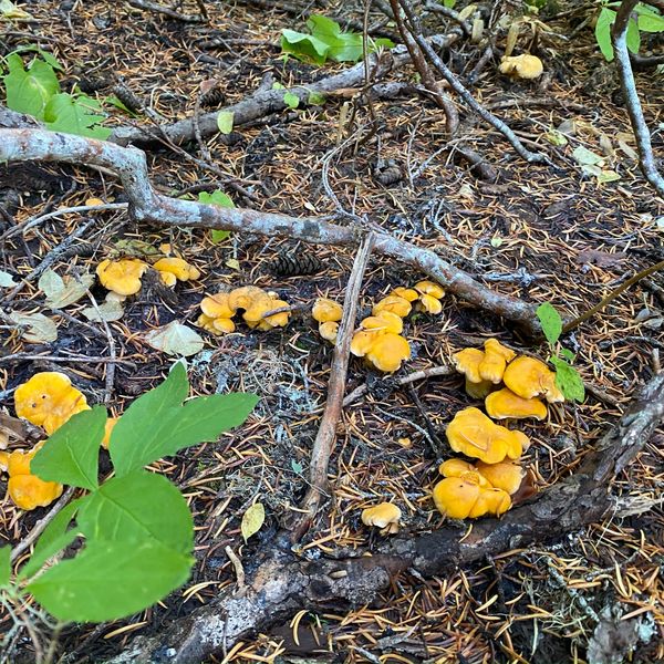 Chanterelle Mushroom Ring Cluster