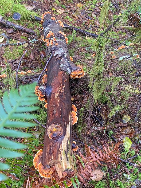 Mushrooms Turkey Tail Log Forest Ground Leaves Moss