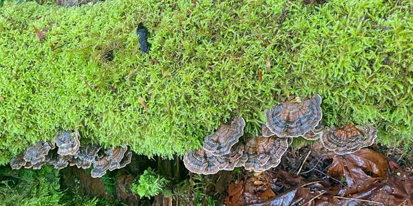 Turkey Tail Lichens Mushrooms on Log