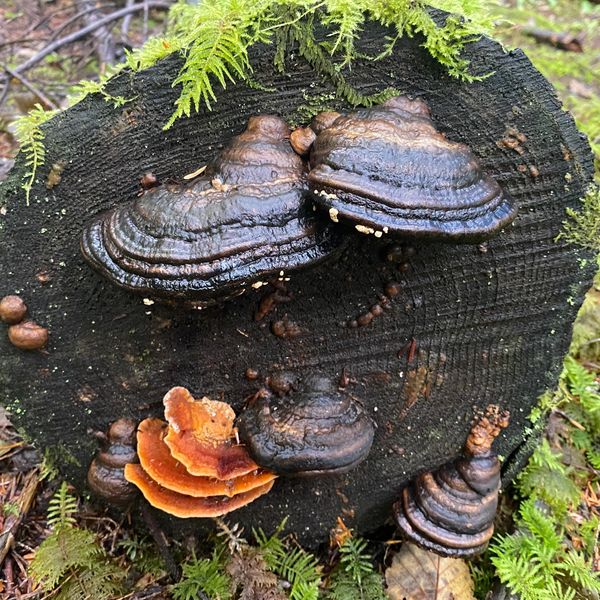 Ganoderms Turkey Tails Mushrooms on Lichen Log