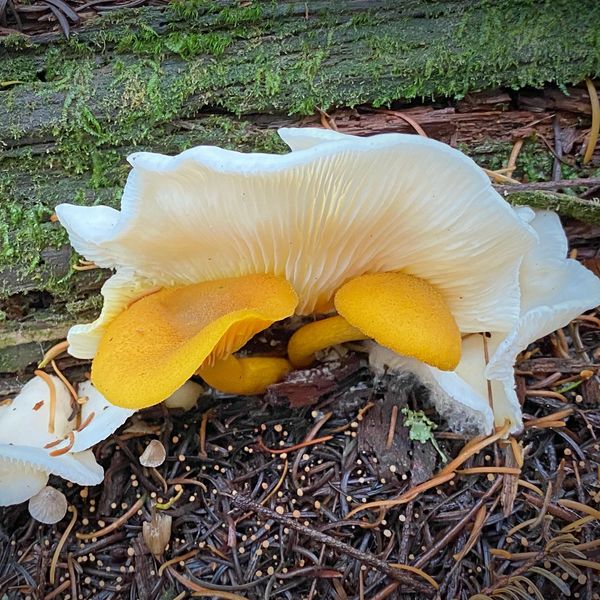 Chanterelle Oyster Mushroom Buddies