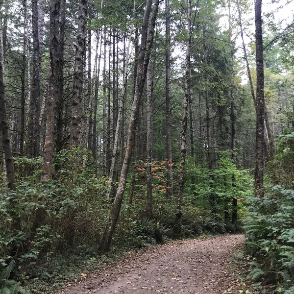 Forest Walking Path, Nature Based Therapy Location, Lord Hill Park