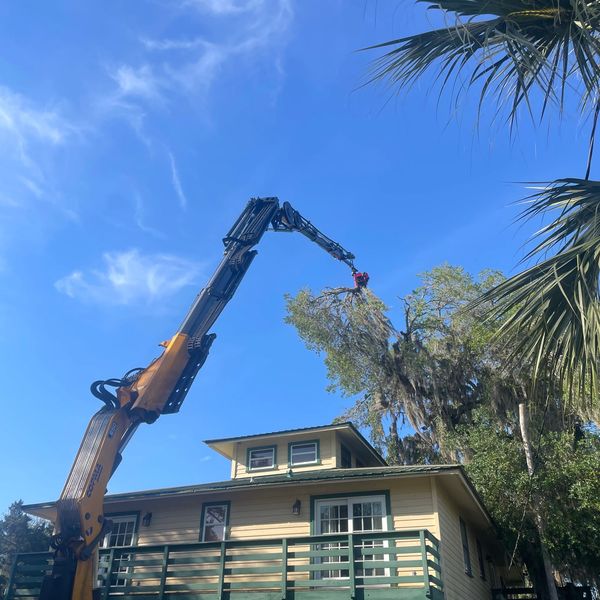 Tree Trimming