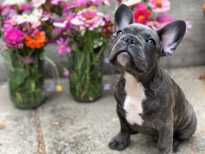 French bulldog puppies akc 2025