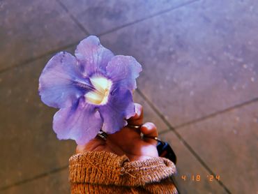 A hand holding a purple flower.