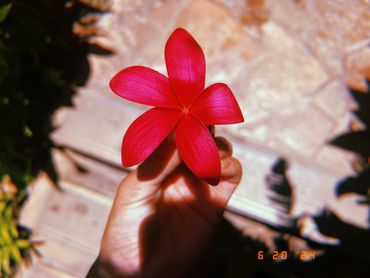 Hand holding a red flower outdoors.