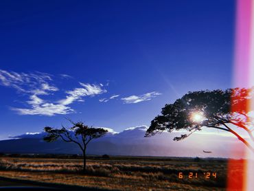 Sunset landscape with silhouetted trees and a distant mountain.