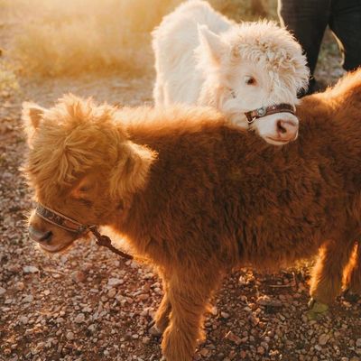 MOO-VE your Mood, Event