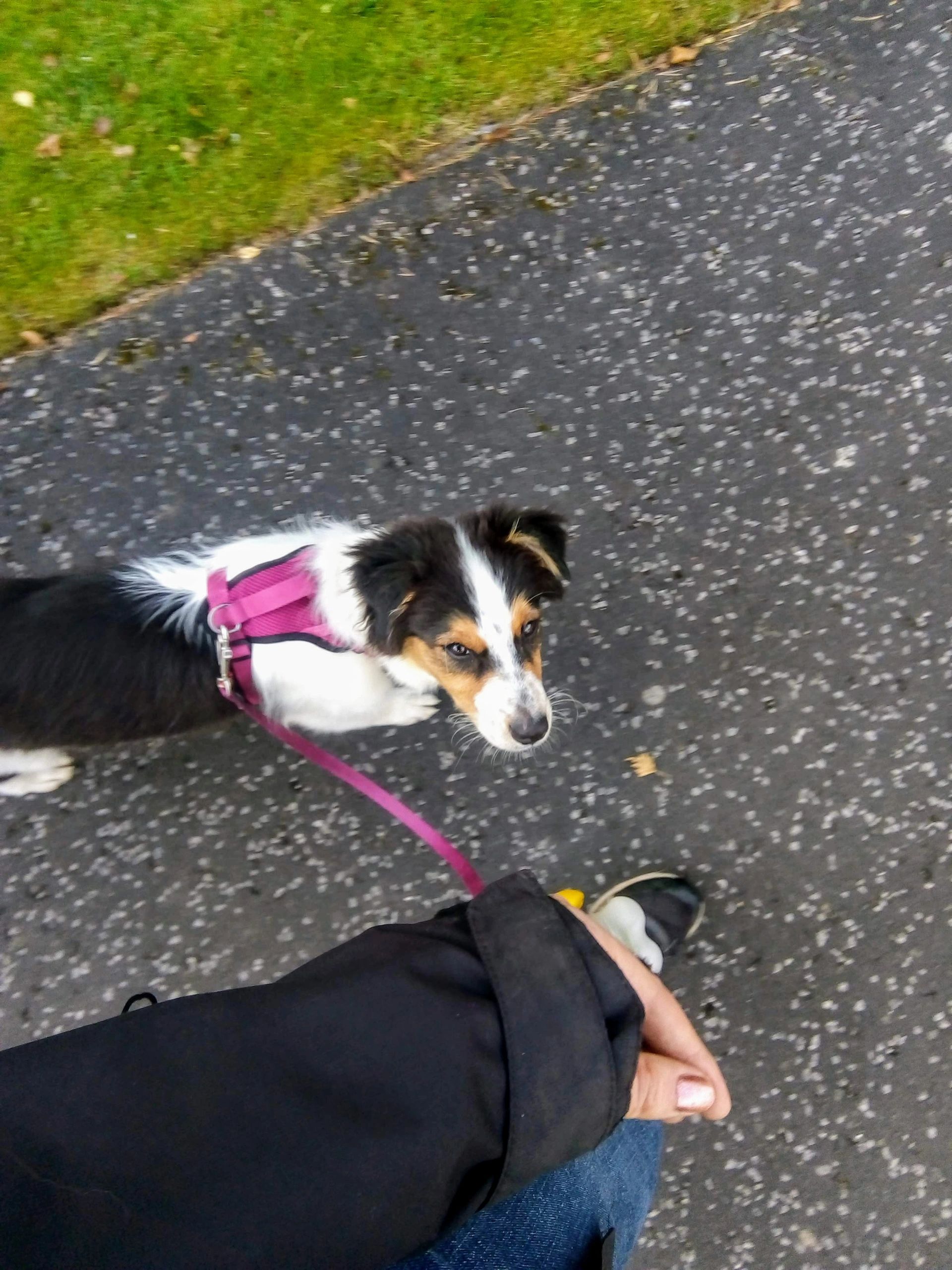 How Should On Lead Dogs Greet?