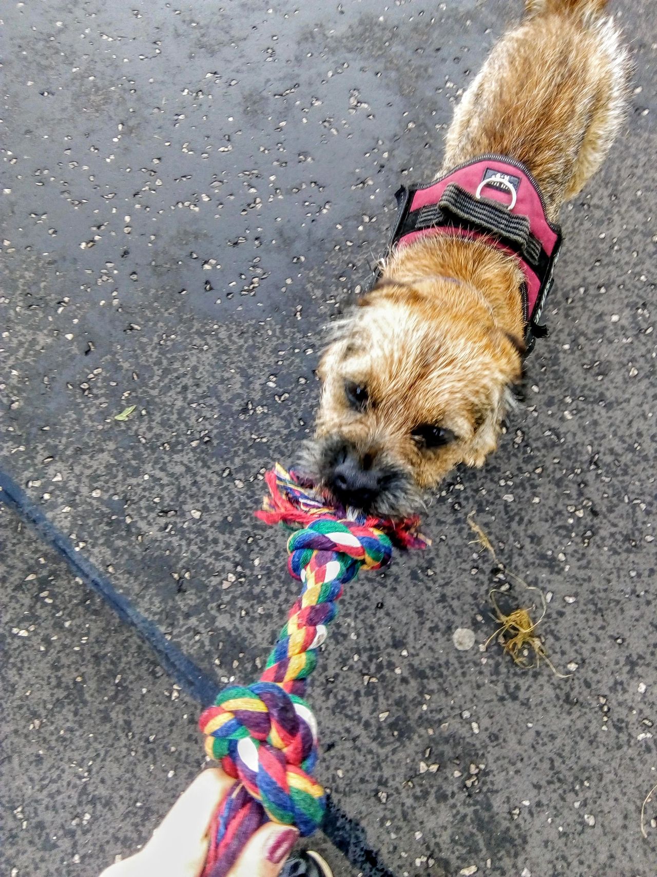 Fun and Easy Games to Play with Your Dog