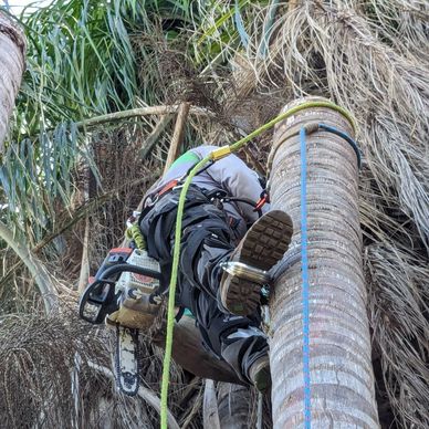 A Sparkles Tree Removal arborist climbing a palm tree to remove seed pods and dead fronds. 