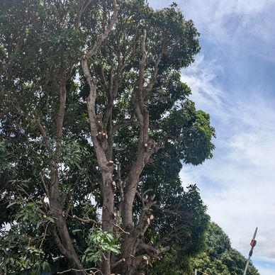 Large Tree pruned by Sparkles Tree Removal arborists to fenceline for neighbours safety. 