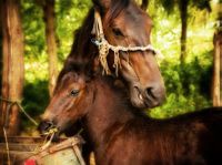 Boarders and Breeders Insurance
