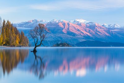 Solitary tree in calm lake with snowy mountains at sunrise.