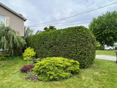 Taille de haies de cèdres à Les Coteaux.
