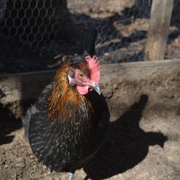 A black and brown chicken inside a coop.